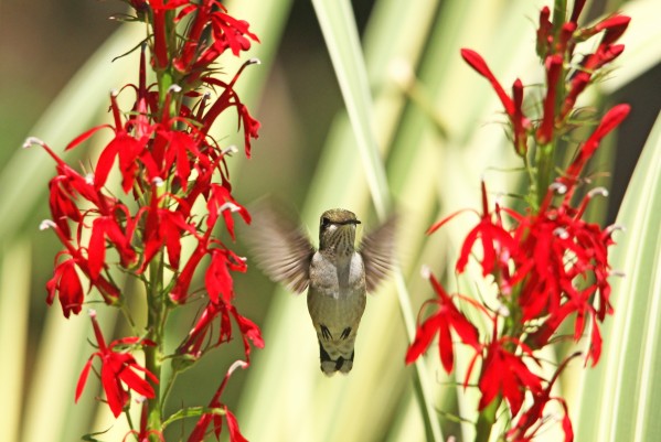 Between Two Cardinals by Deb Oppermann